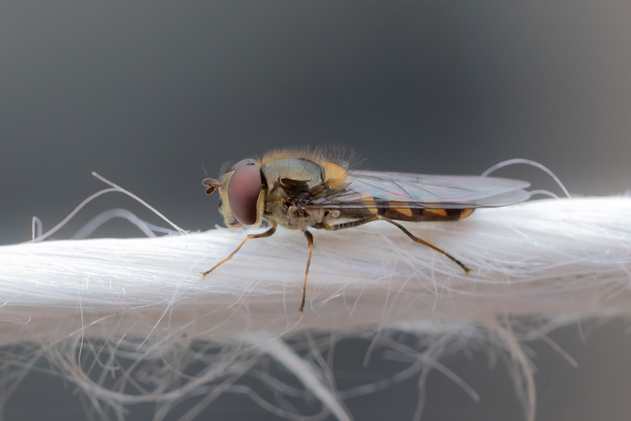 Dittero da determinare: maschio di Syrphidae